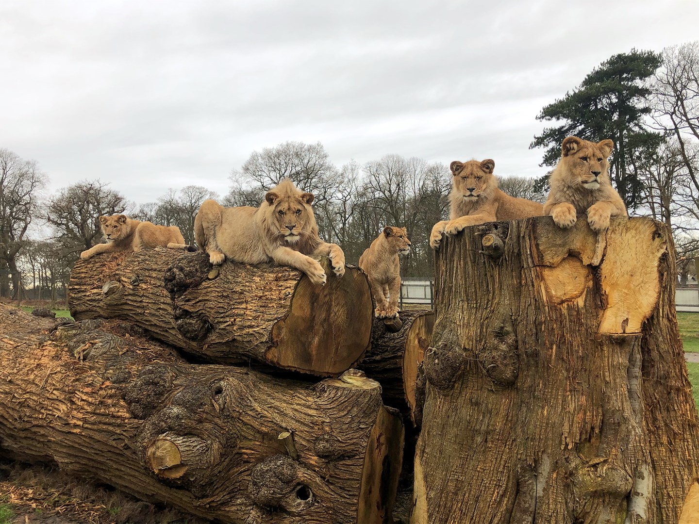 Five teenage lions rest on tree stumps
