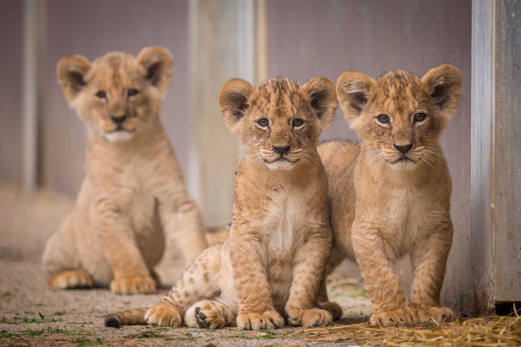 Dakota's lion cubs.jpg