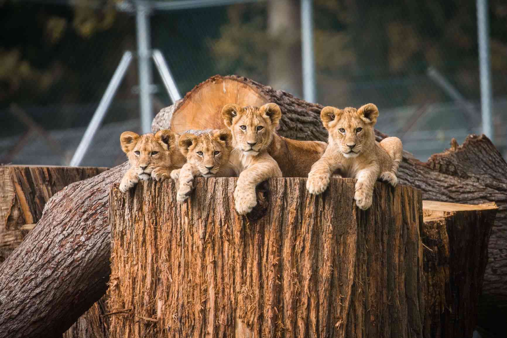Four african lion cubs Woburn Safari Park.jpg