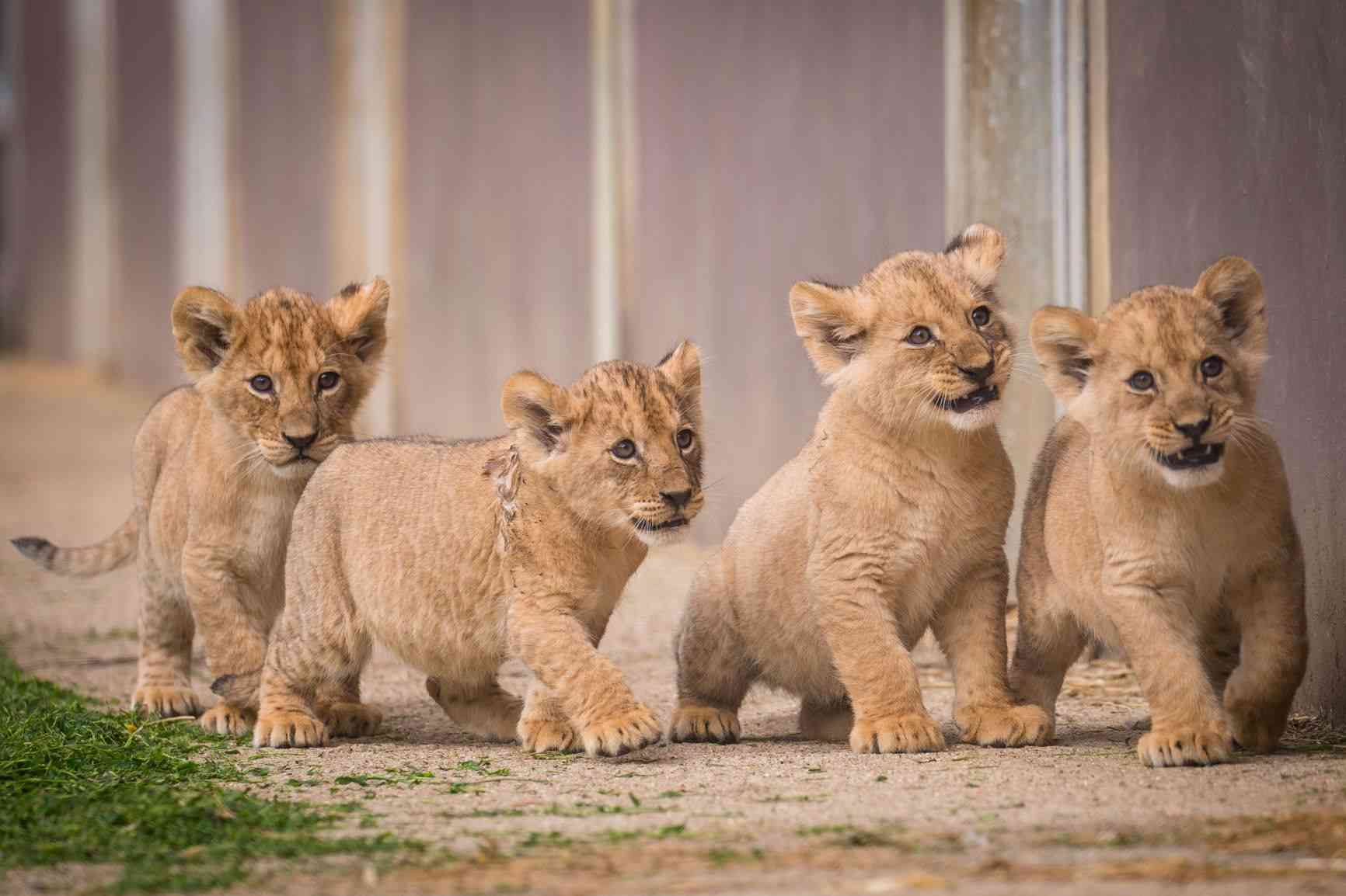 Four lion cubs at Woburn Safari Park.jpg