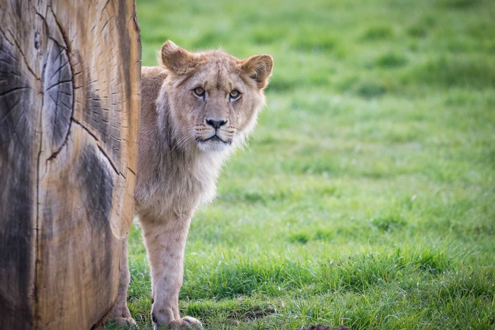 Juvenile lion peers round from a log .jpg