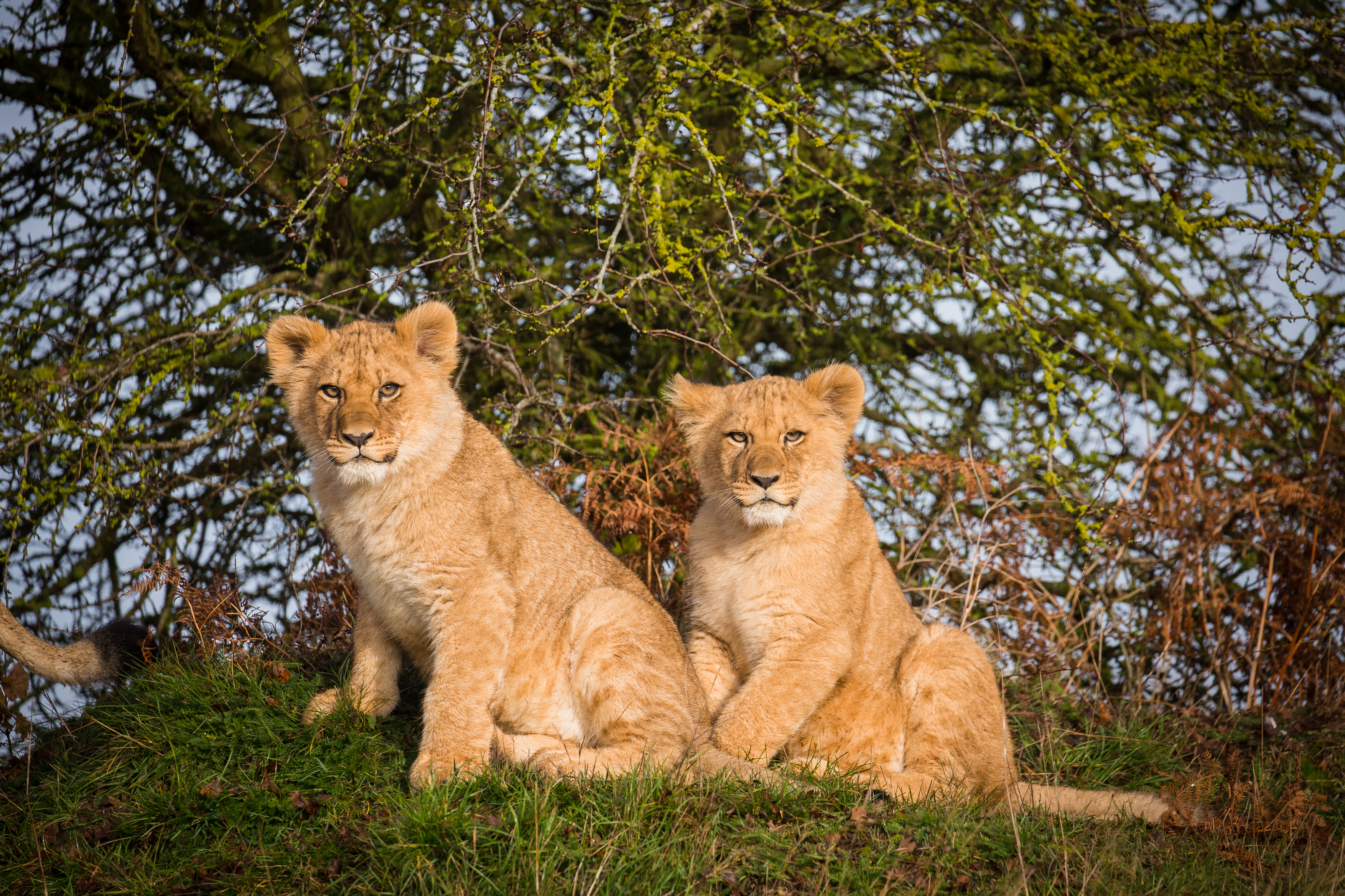 African Lion | Woburn Safari Park