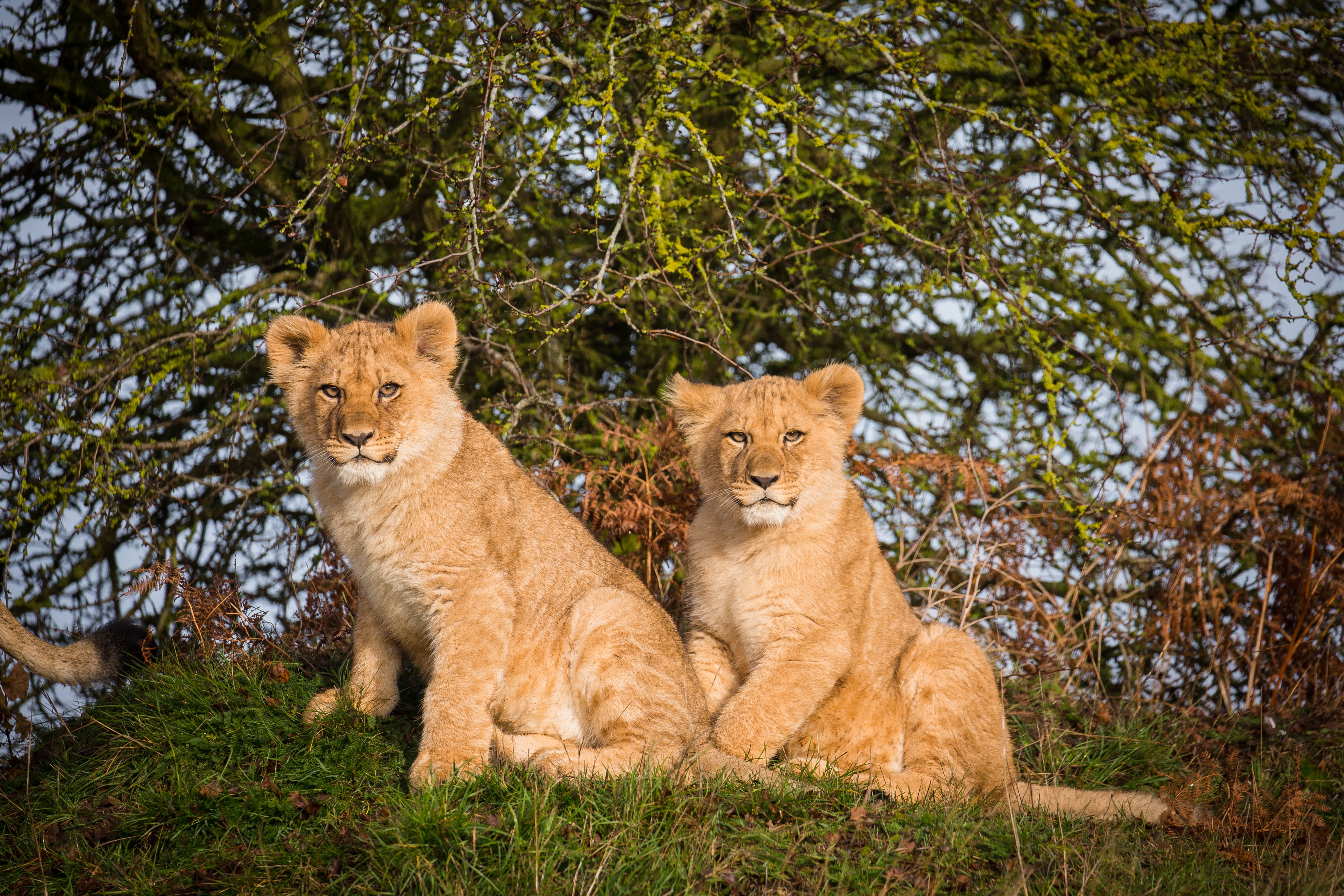 safari friends lion