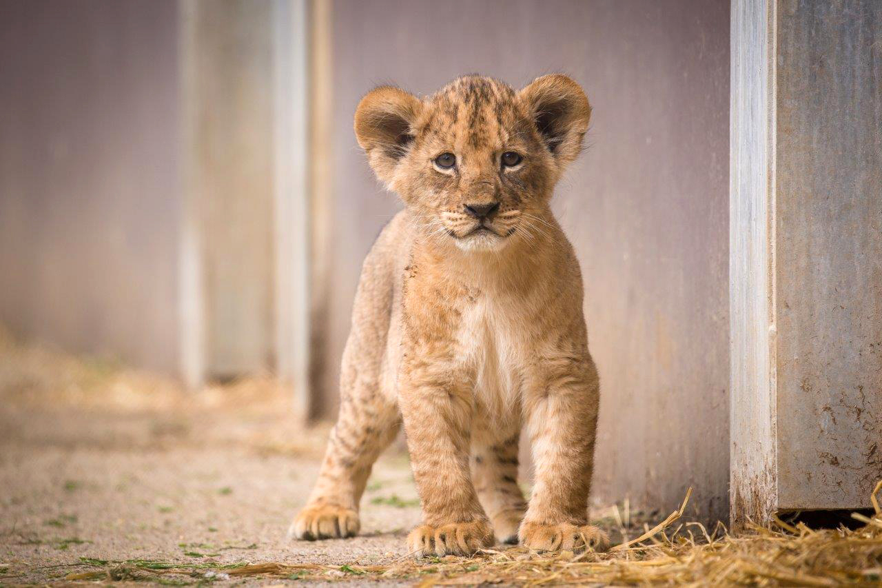 Lion Cubs  June 2020  Woburn Safari Park 55.jpg