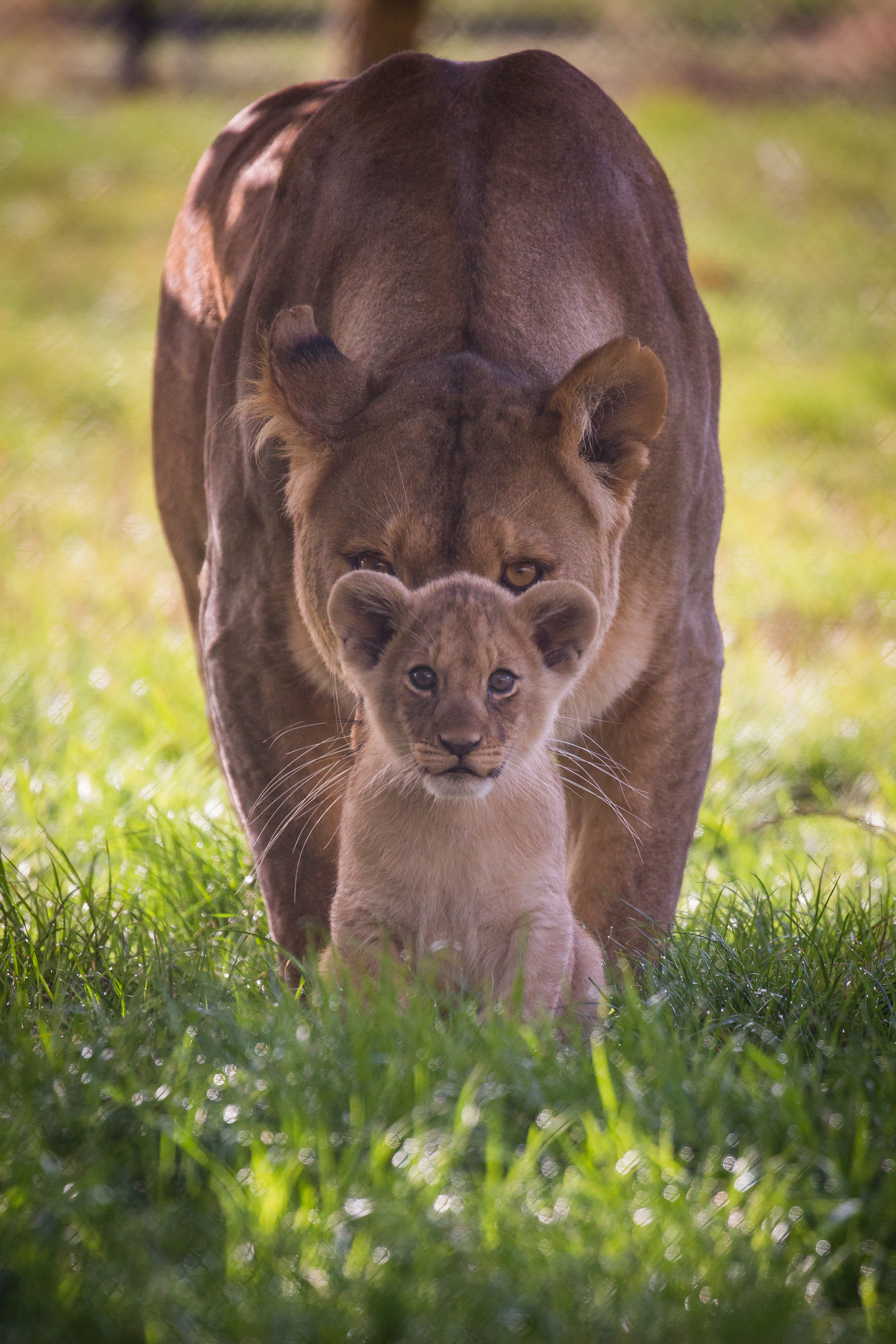African Lion Woburn Safari Park