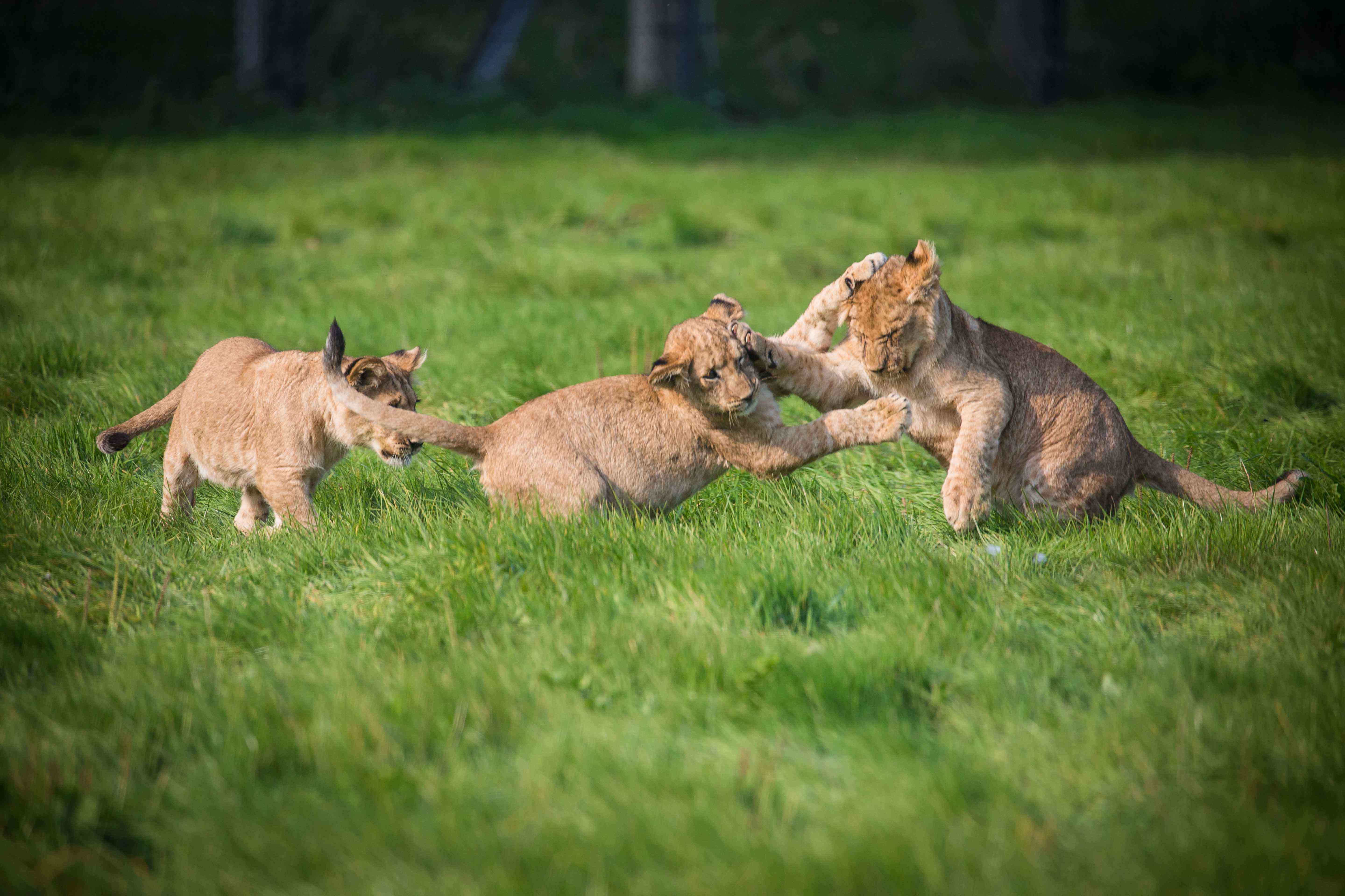 Lion-cubs-mixing-in-main-reserve.jpg