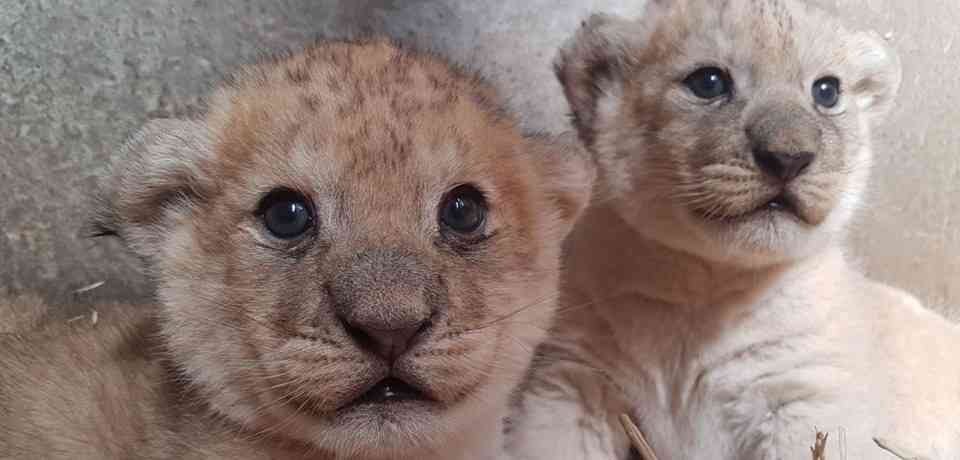 Lion cubs newborn.jpg