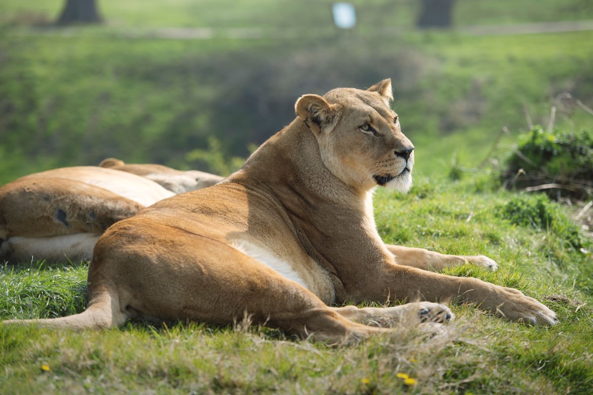 African lioness lays in grass on sunny day in expansive grassy enclosure 