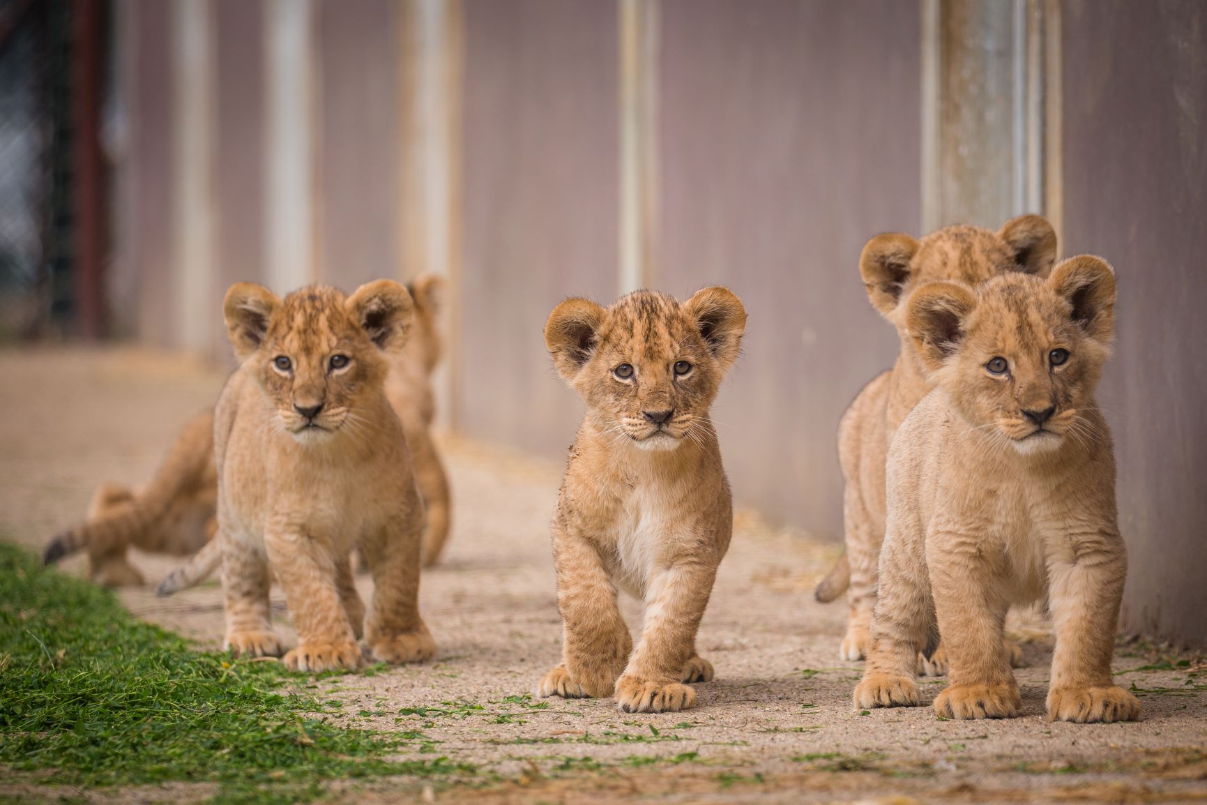 Lockdown lion cubs.jpg