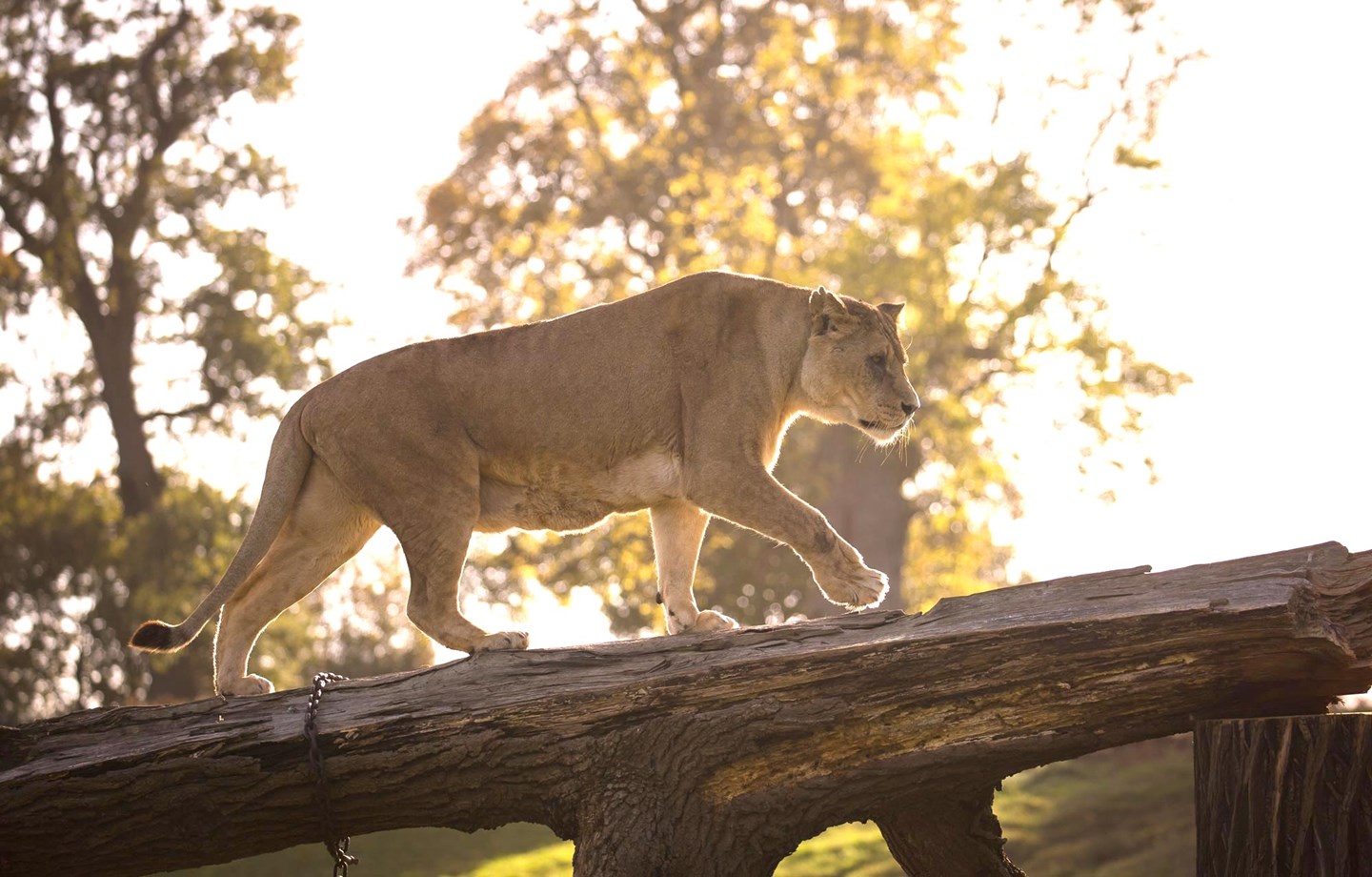 African Lion walks along log with sun in background
