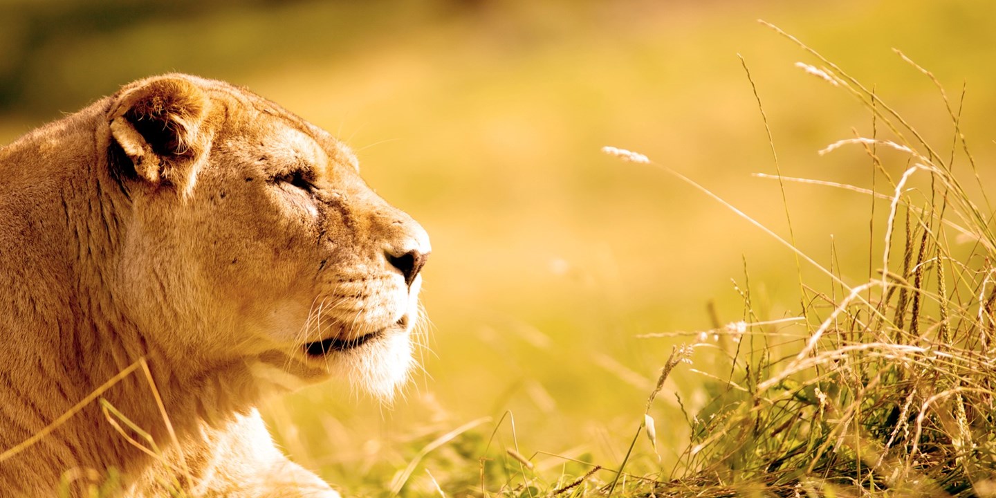 African lion rests in grass on sunny day 