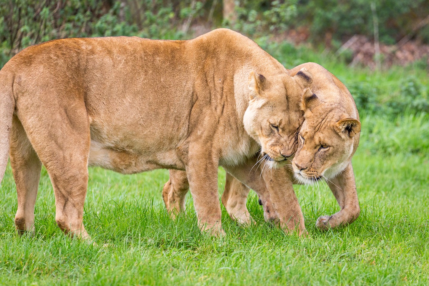 Two female lions press their faces together while walking in the grass