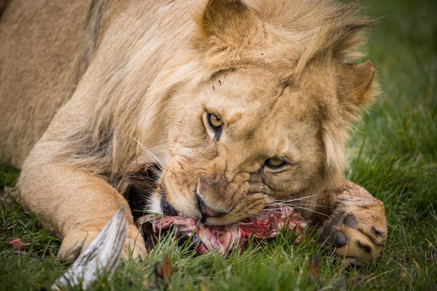 Lion stares at camera as he tucks into red meat while laying on grass