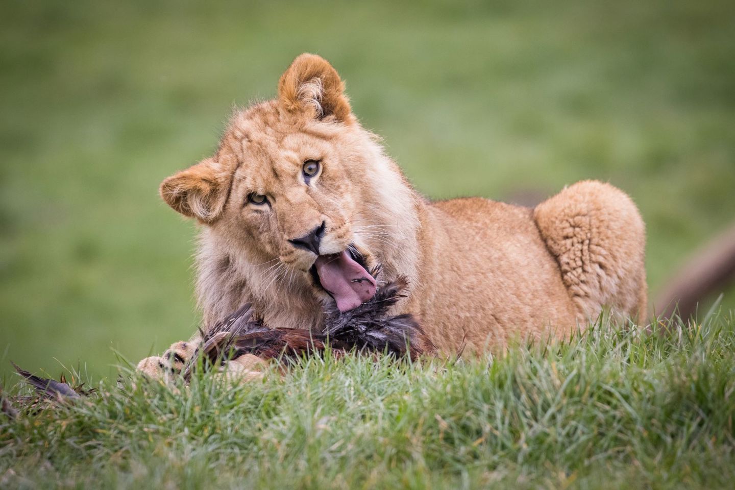 Young lion licks bird he is eating in grassy road safari