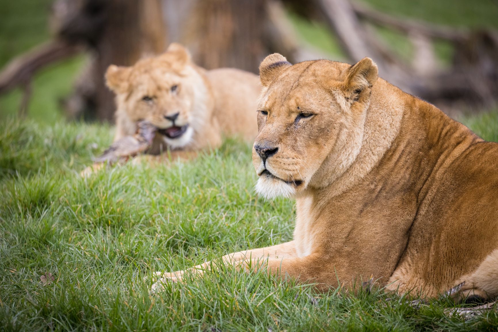African lioness with cub eating in background at Woburn Safari Park.jpg