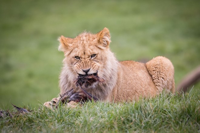 Image of juvenile african lion tucks into meat meal at woburn safari park