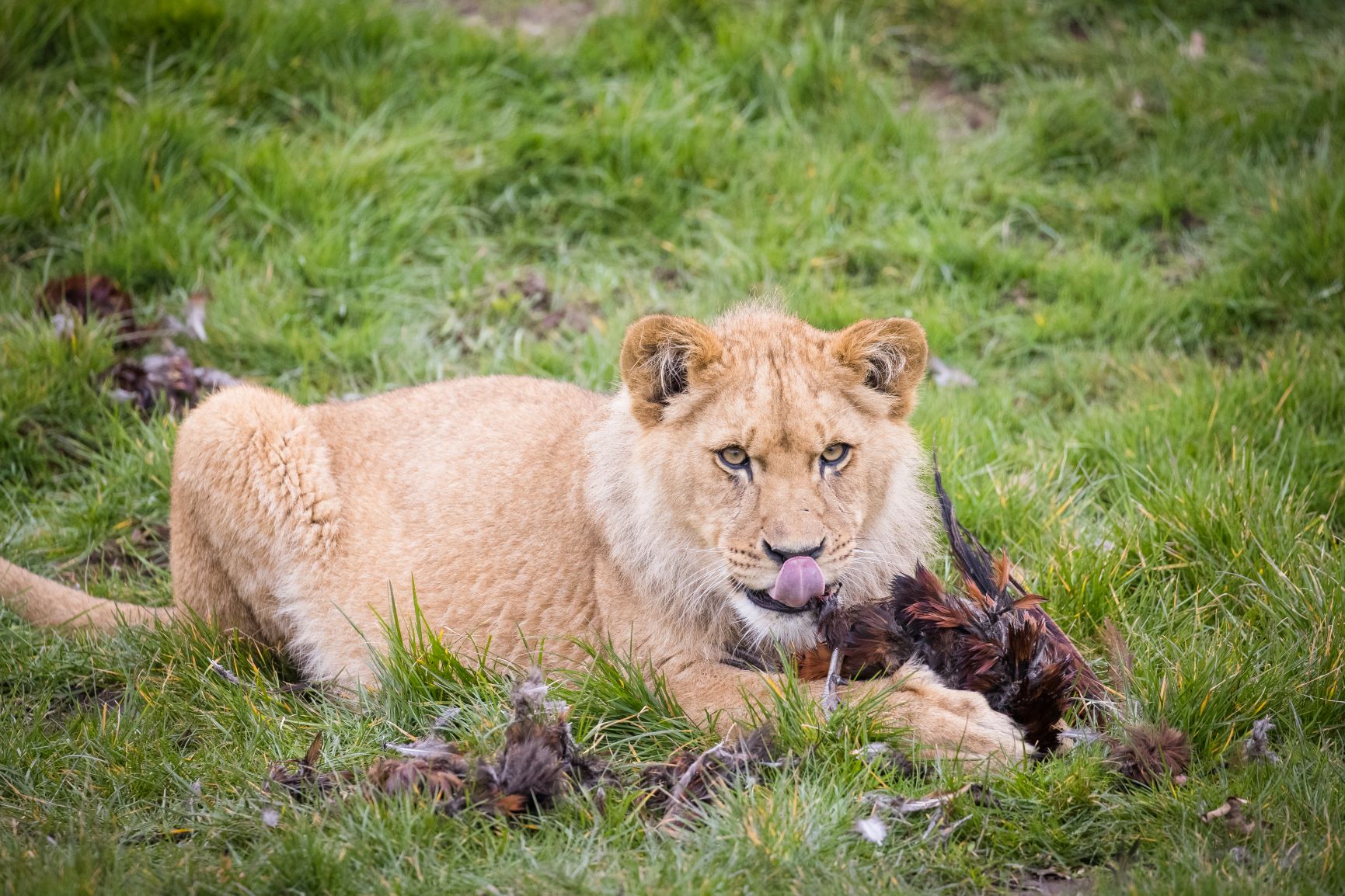 Lion cub eating at Woburn Safari Park .jpg