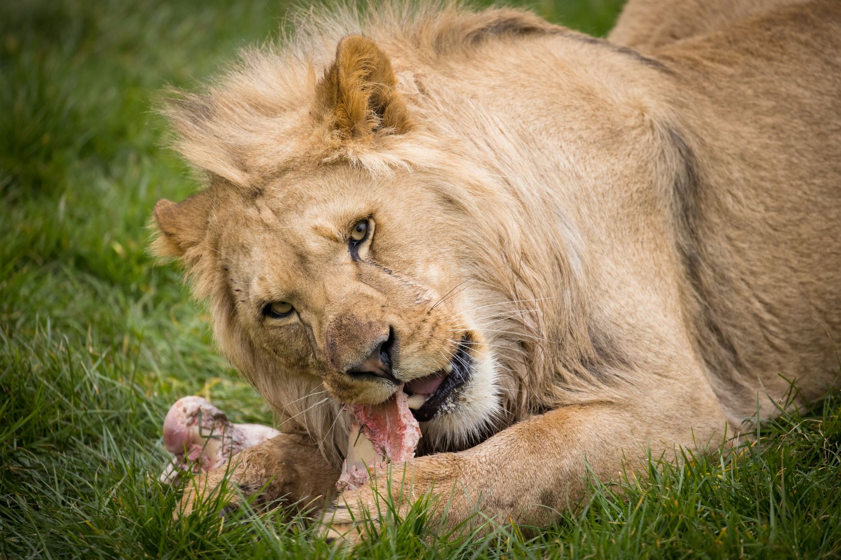 Young African lion male eats at Woburn Safari Park.jpg