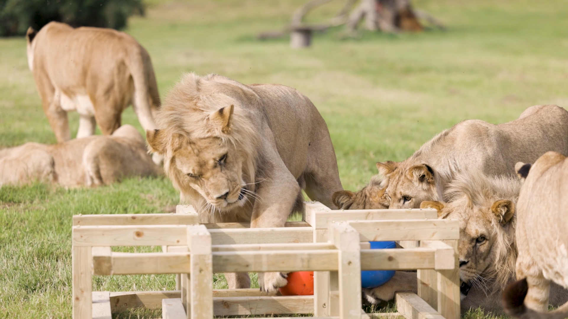 Lions investigate birthday enrichment toy.jpg