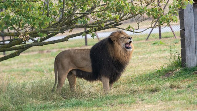Lonka the African Lion side view, roaring and lifting his head up