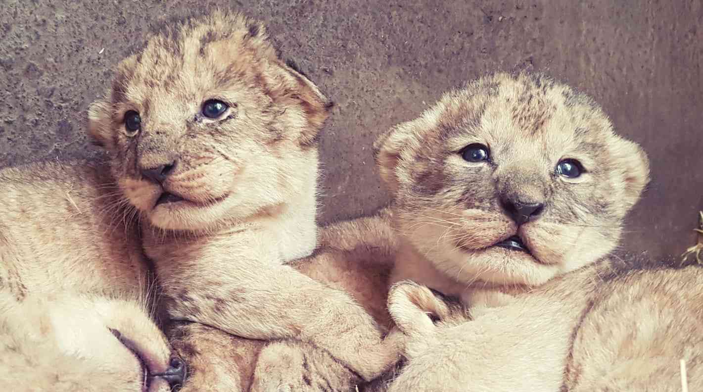 Newborn lion cubs.JPG