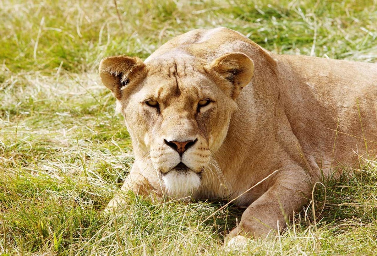Tallulah the lioness relaxes in grass