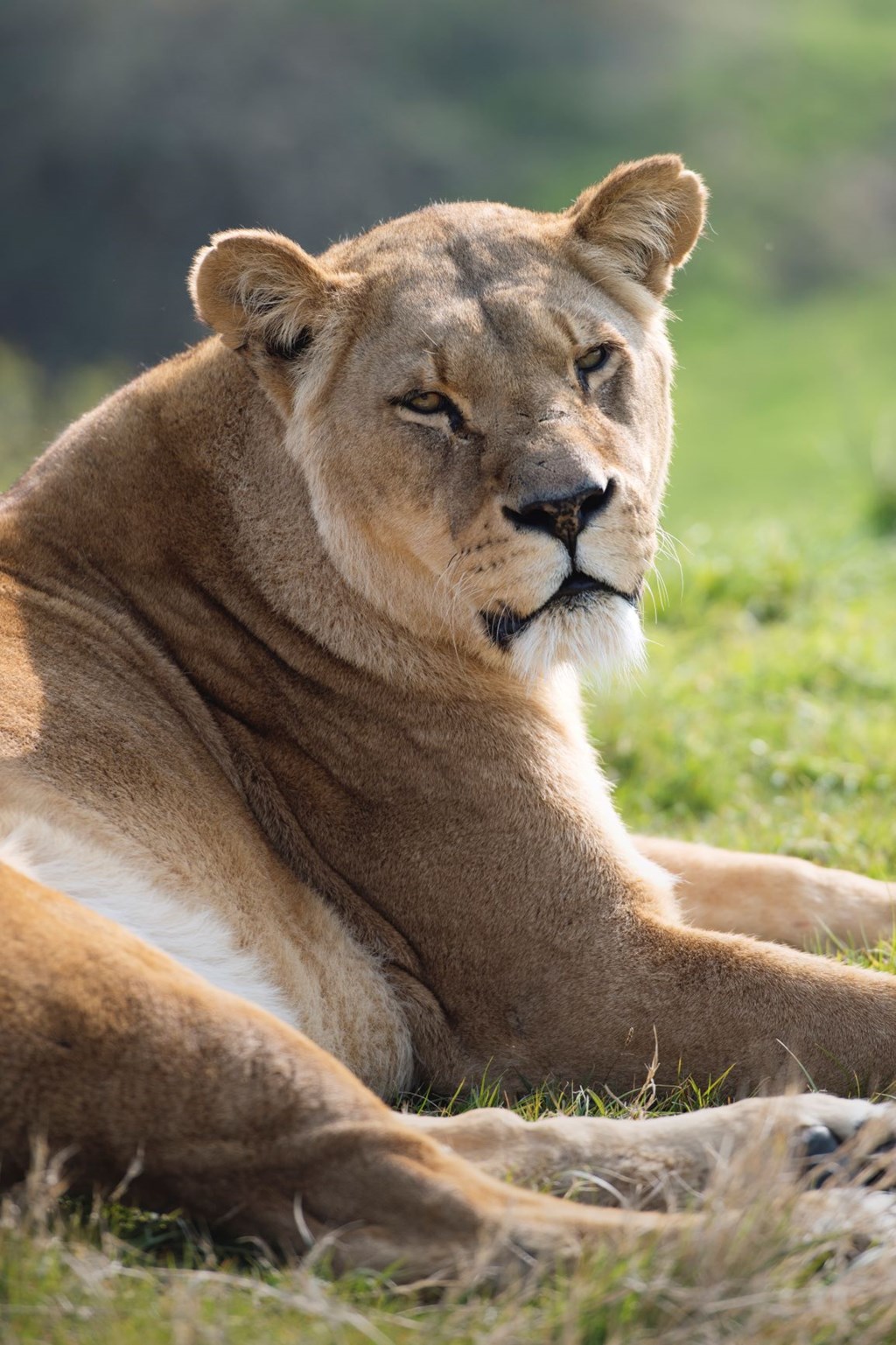 Female lion laying on grass looks towards camera 