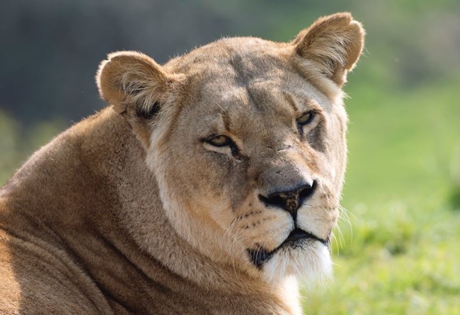 African lioness looks into camera on sunny day 