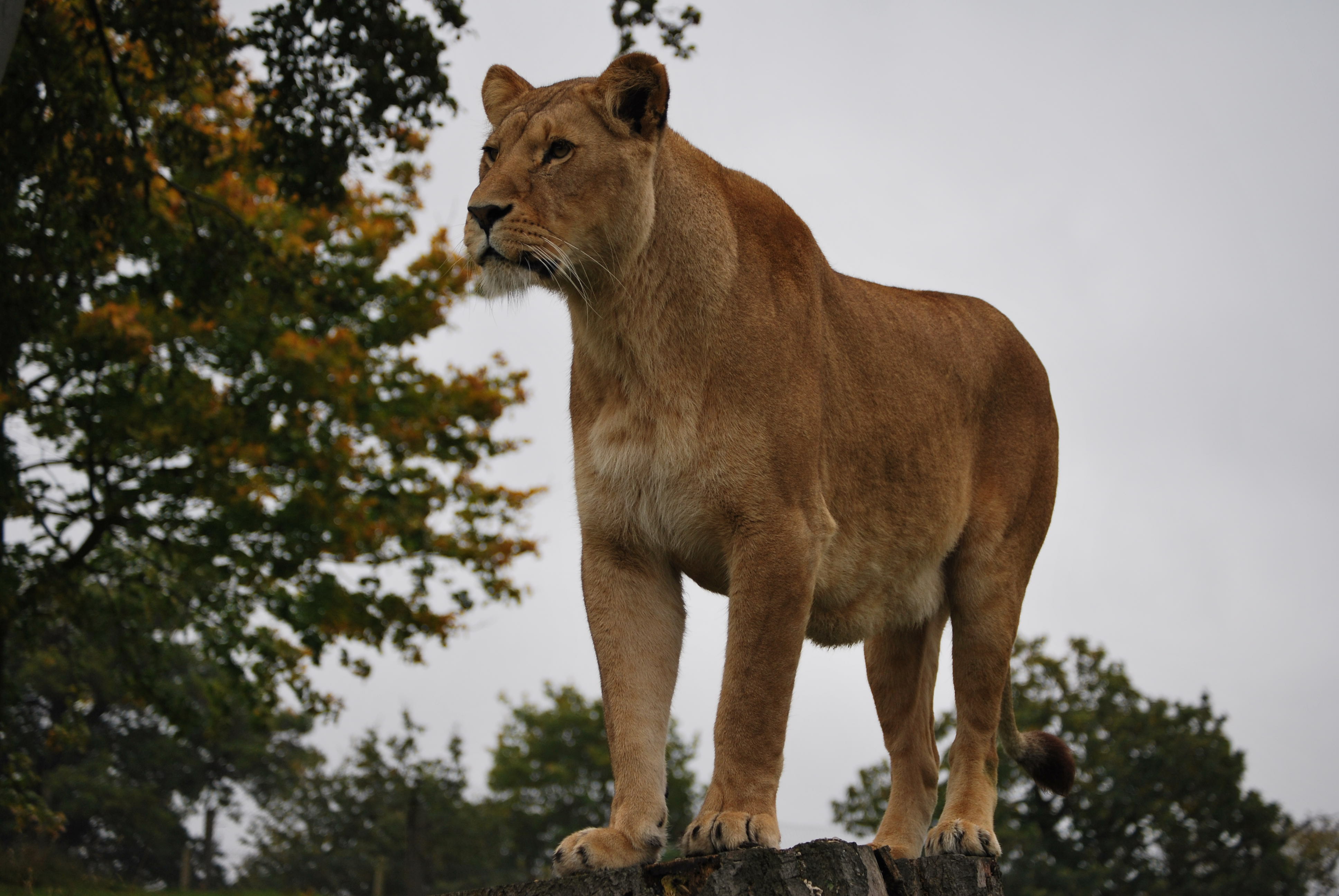 woburn safari park weather