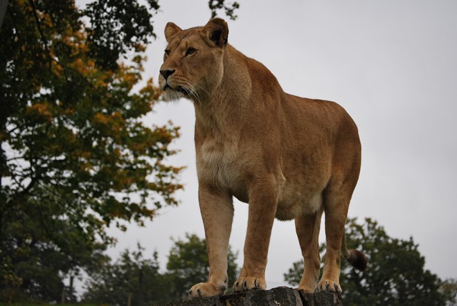 Female lion stands on tree stump with trees in the background