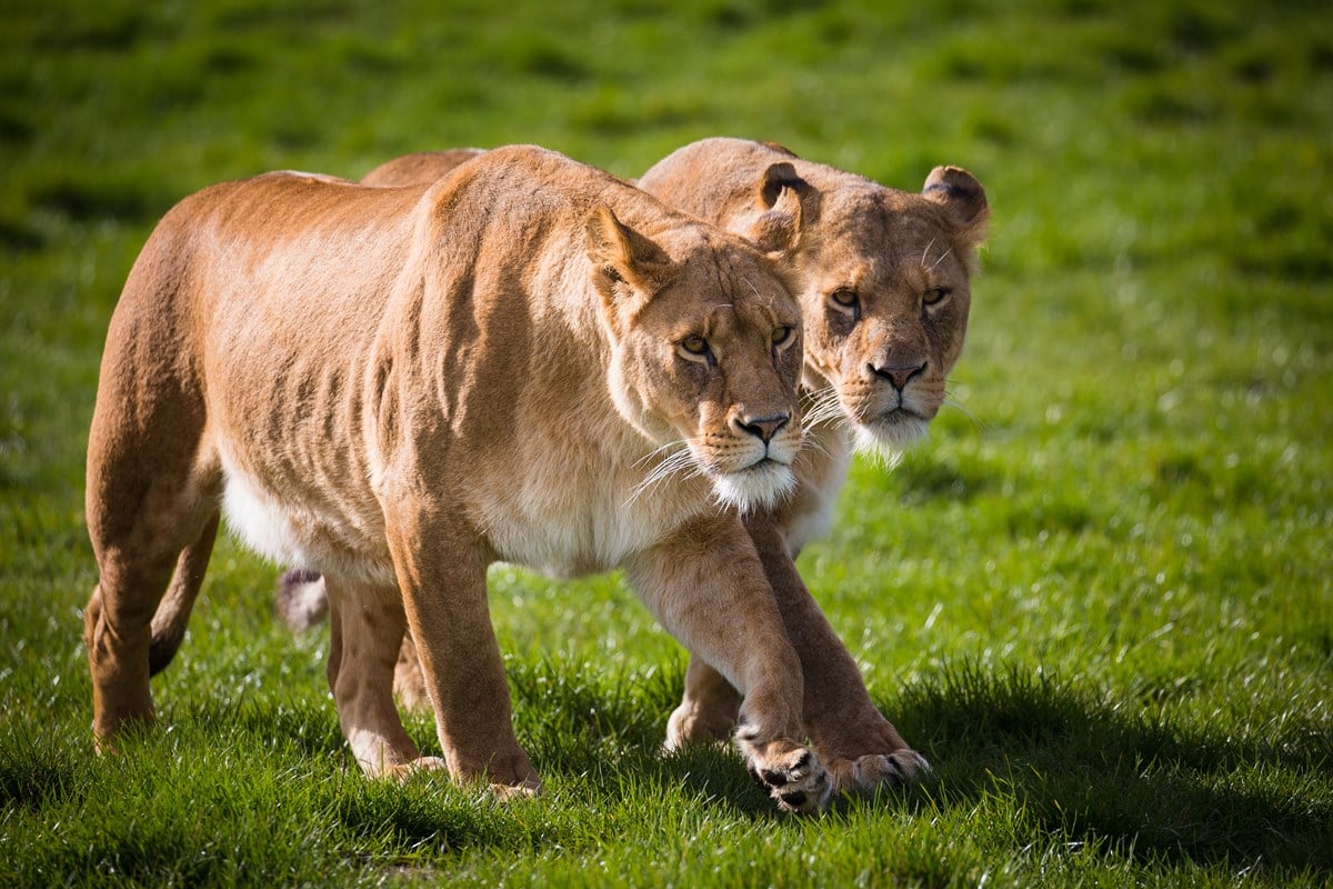 Two young lions walk alongside eachother in expansive grassy reserve 