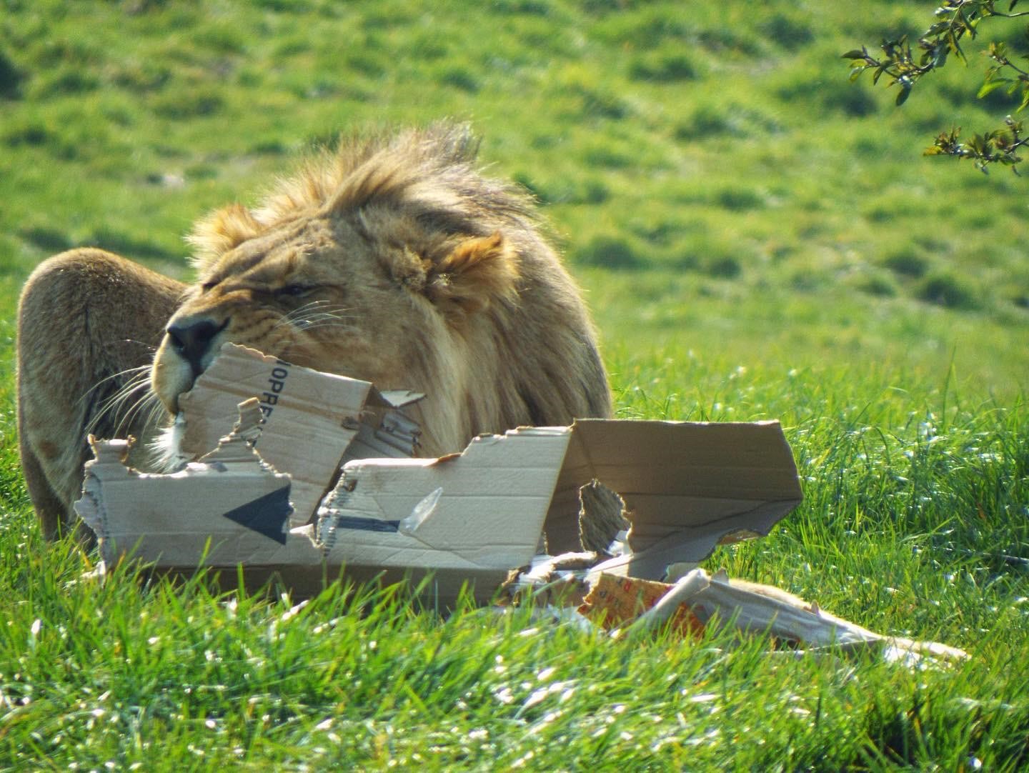 Young African lion enjoying box enrichment.jpg