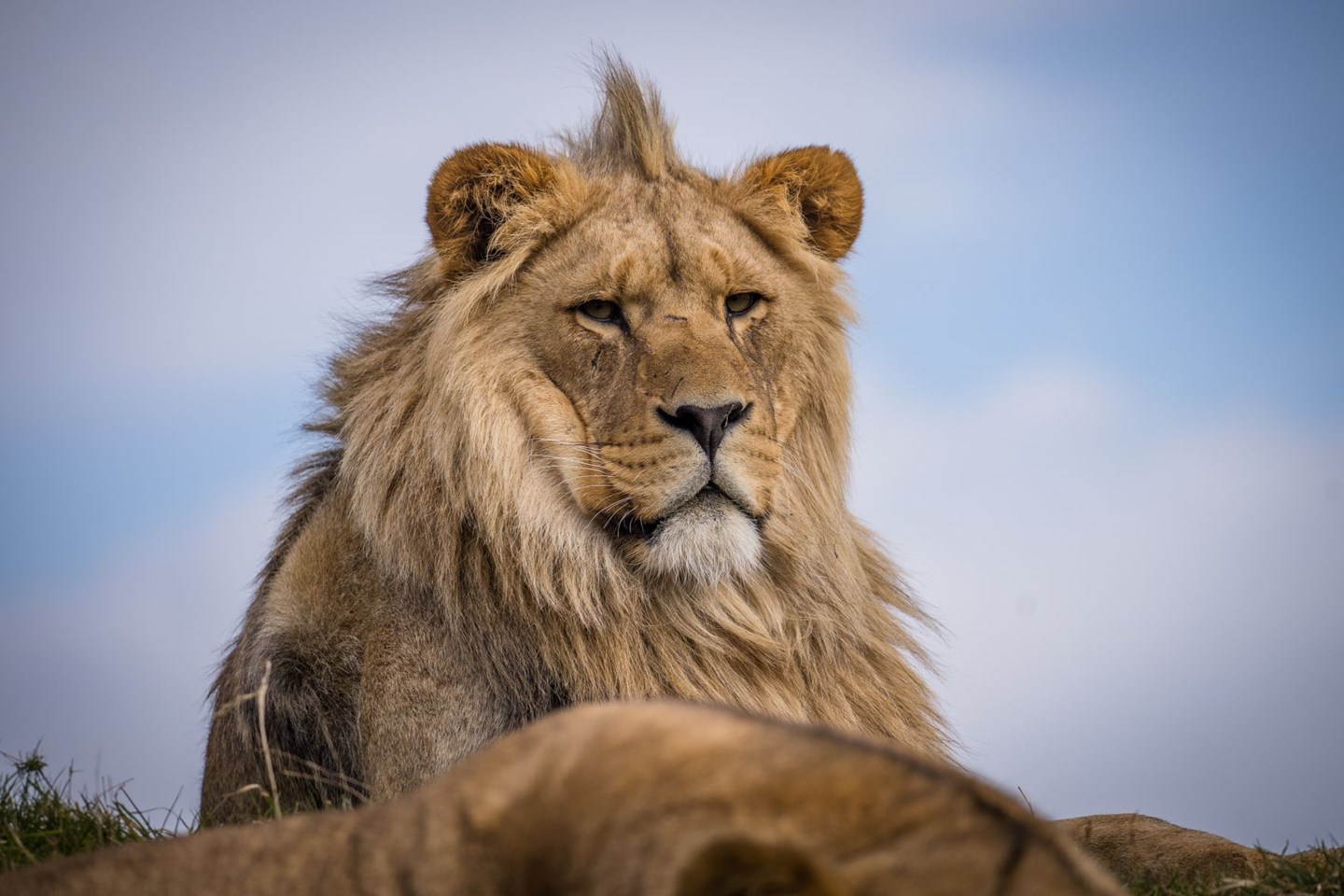 Young male lion looks down at camera while resting on grassy hill 