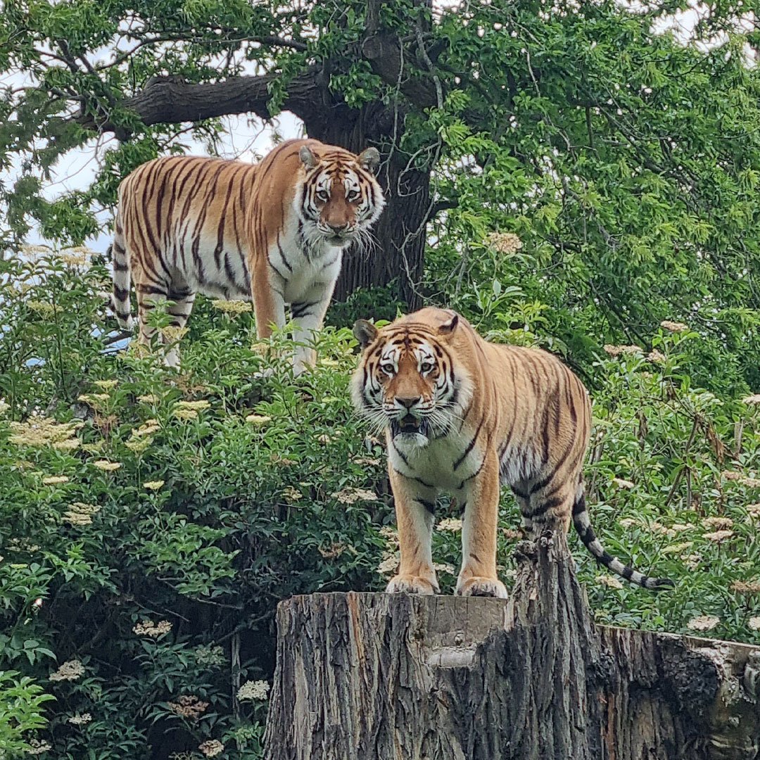 Vera and Dmitri in bushes looking at camera 