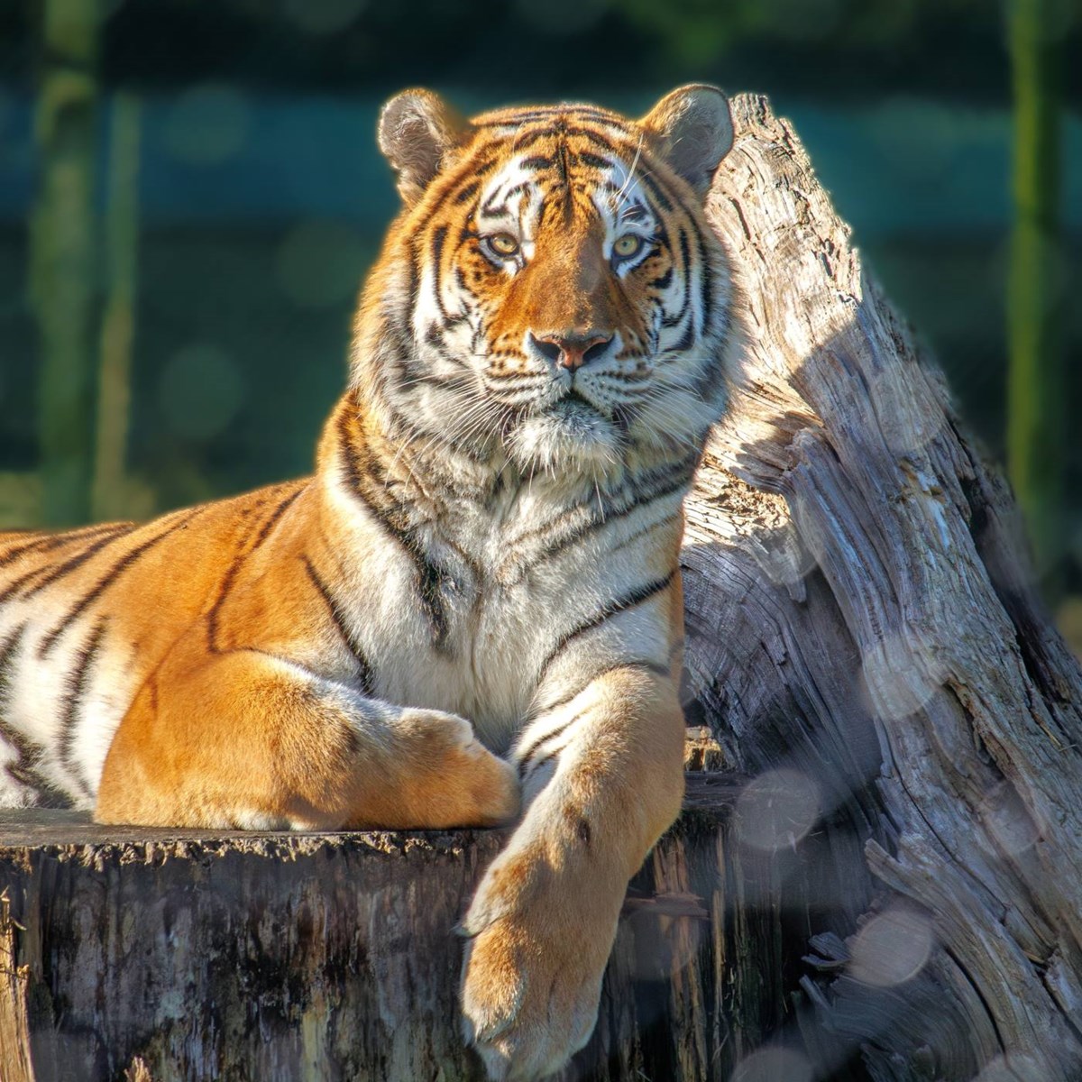 Dmitri Amur tiger rests on log  at Woburn Safari Park