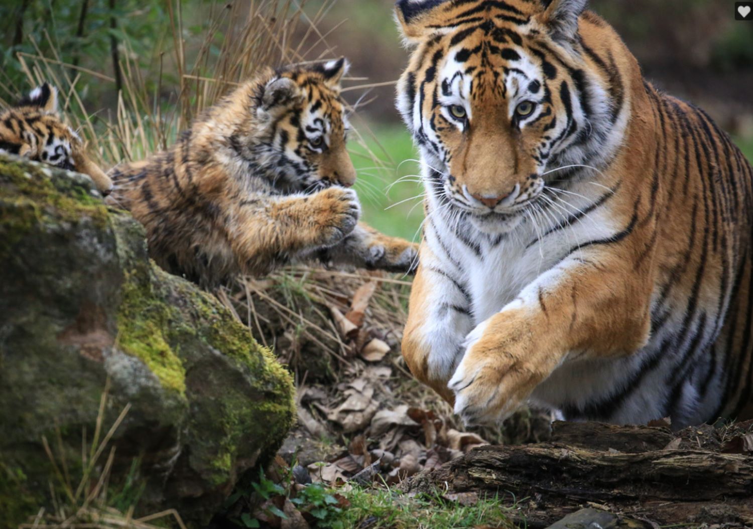 VeraAndCubs.jpg