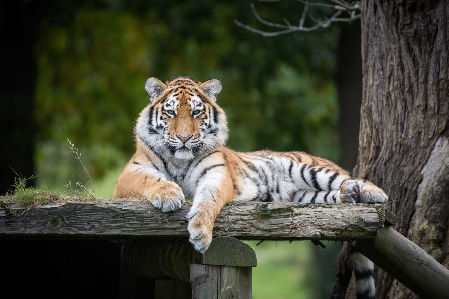 Amur Tiger Milashki at Woburn Safari Park.jpg