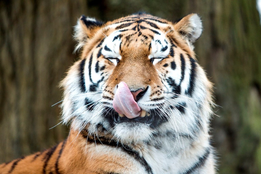 Tiger licks nose 