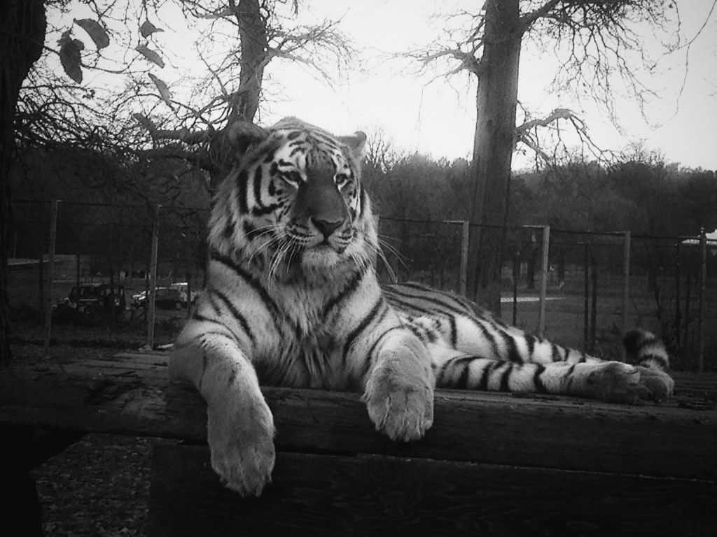 Elton black and white photo.jpg