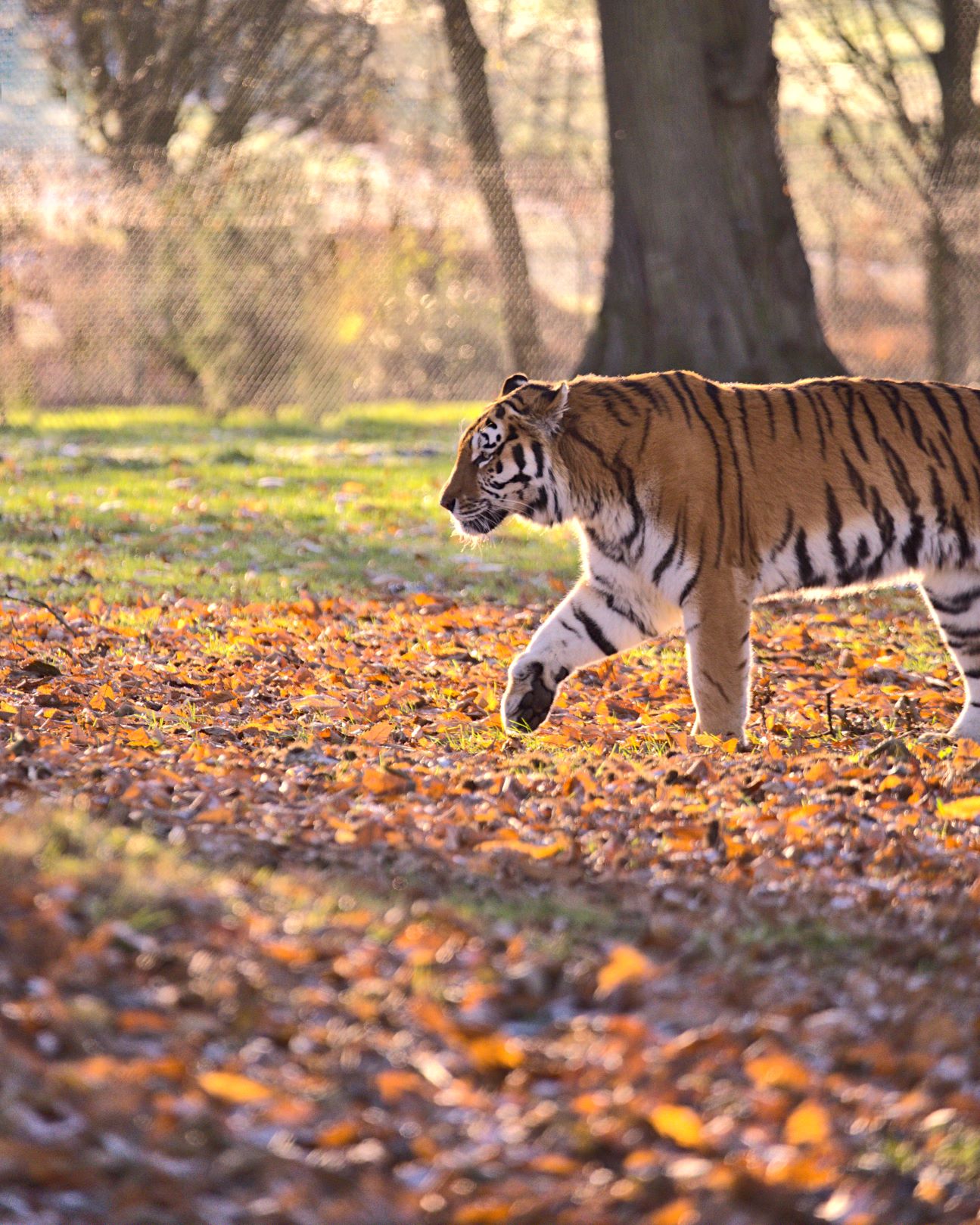 Elton the Amur tiger in Autumn.jpg
