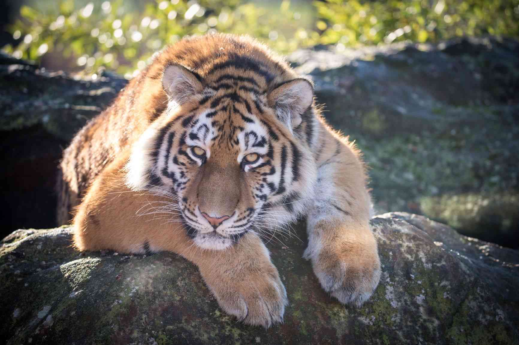 Milashki the Amur Tiger at Woburn Safari Park.jpg