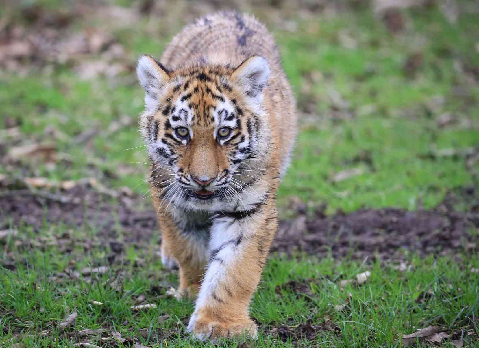 Milashki tiger cub.jpg