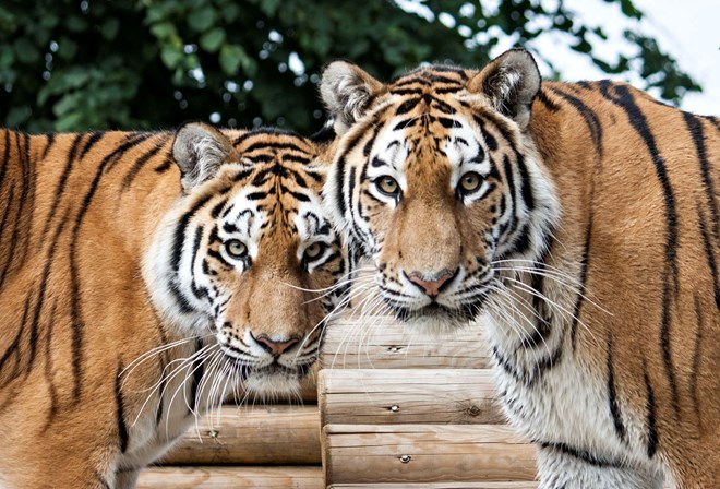 Two tigers look towards camera with trees behind them 