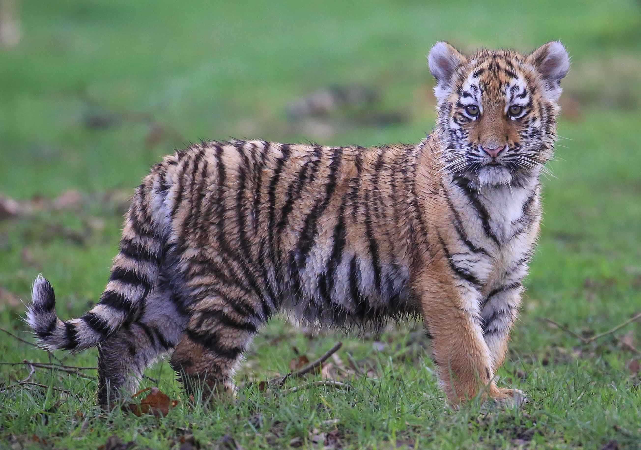 Mishka-the-Amur-tiger-cub.jpg