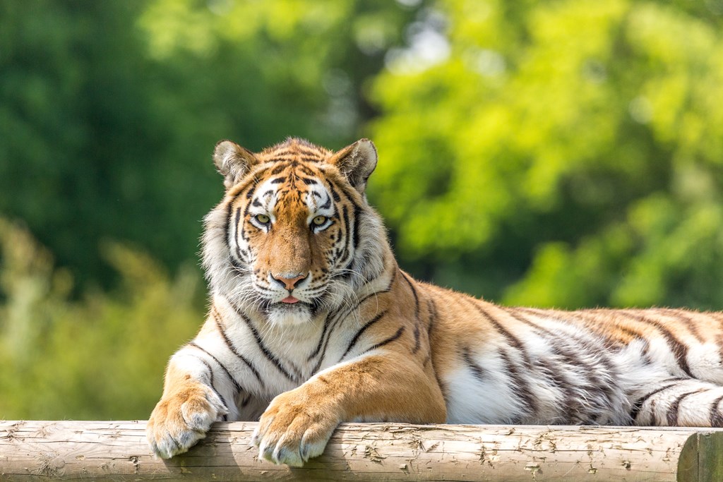 Tiger rests on log in forest area 