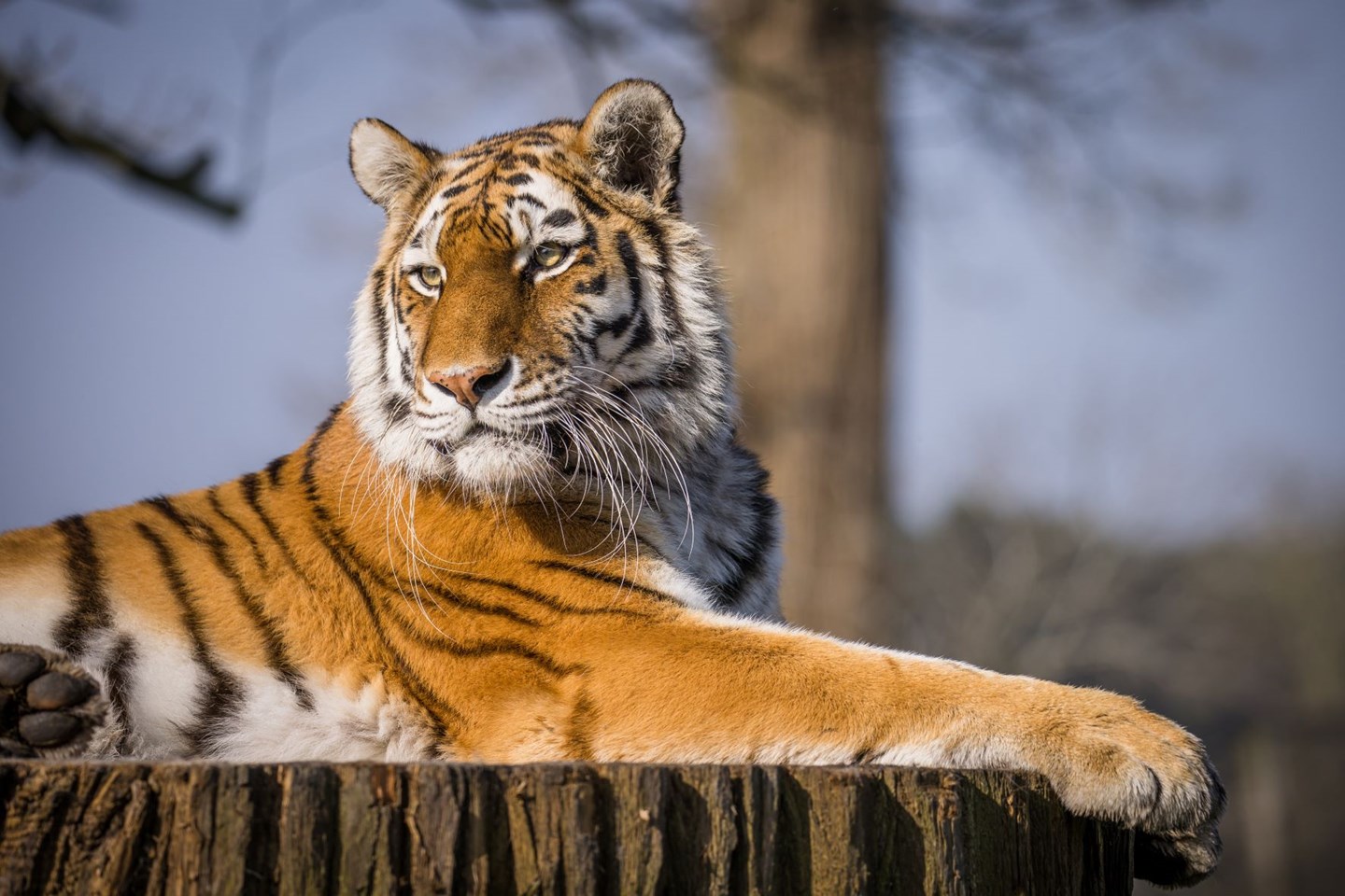 Female tiger looks out over enclosure while lying on tree stump 