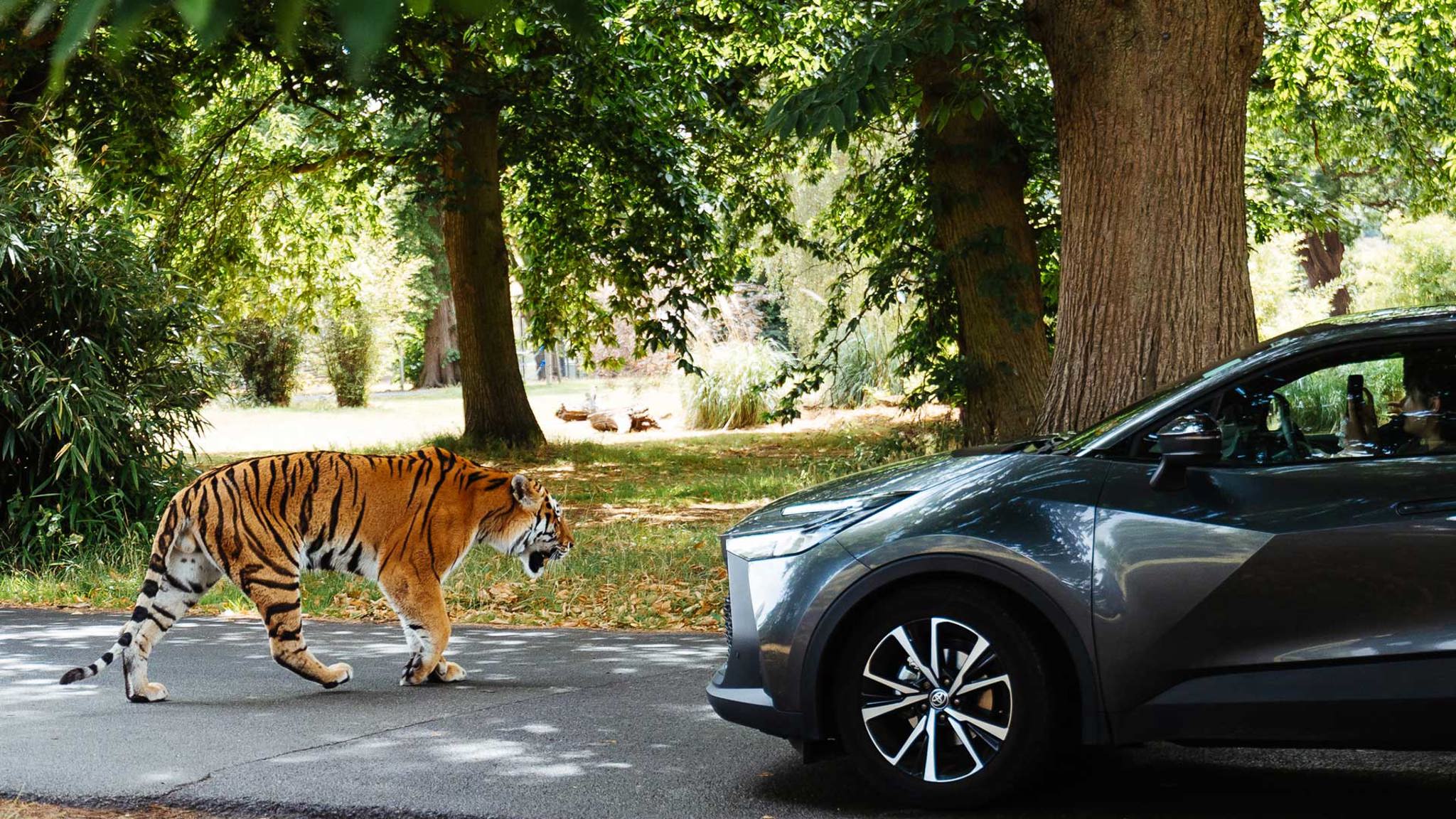 Book Your Adventure Today Woburn Safari Park book-your-adventure-today-woburn-safari-park