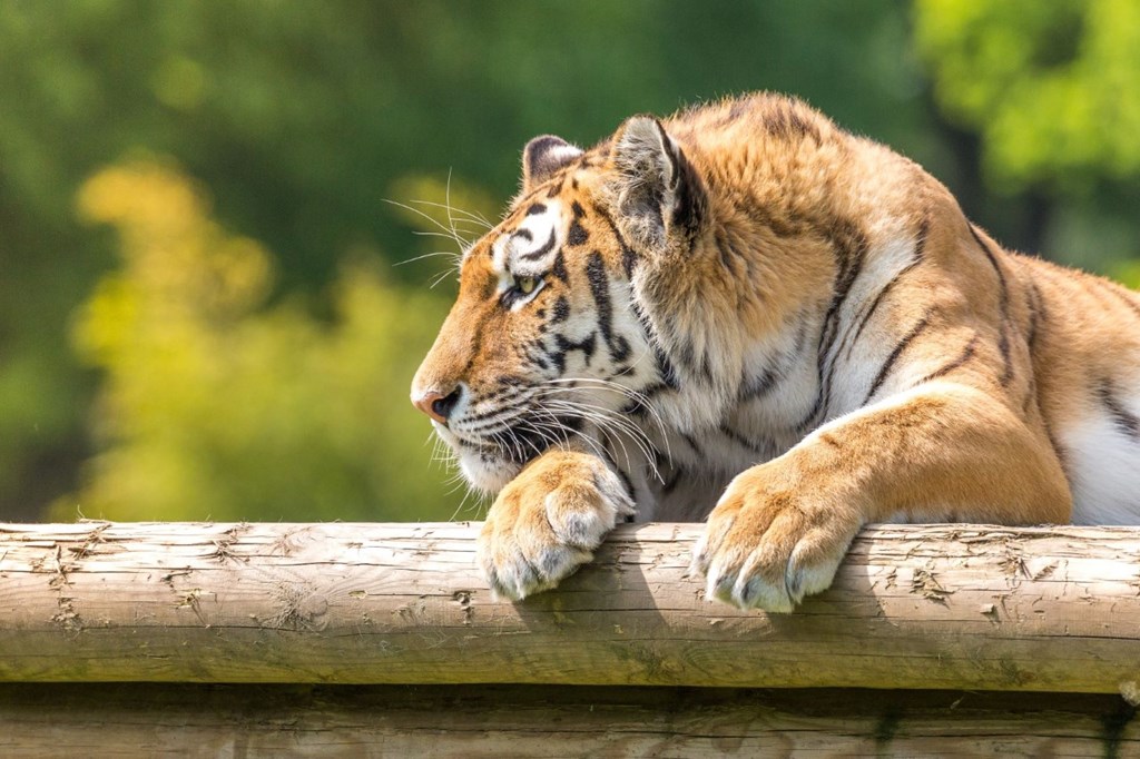 Tiger rests head and paws on log with trees in the background