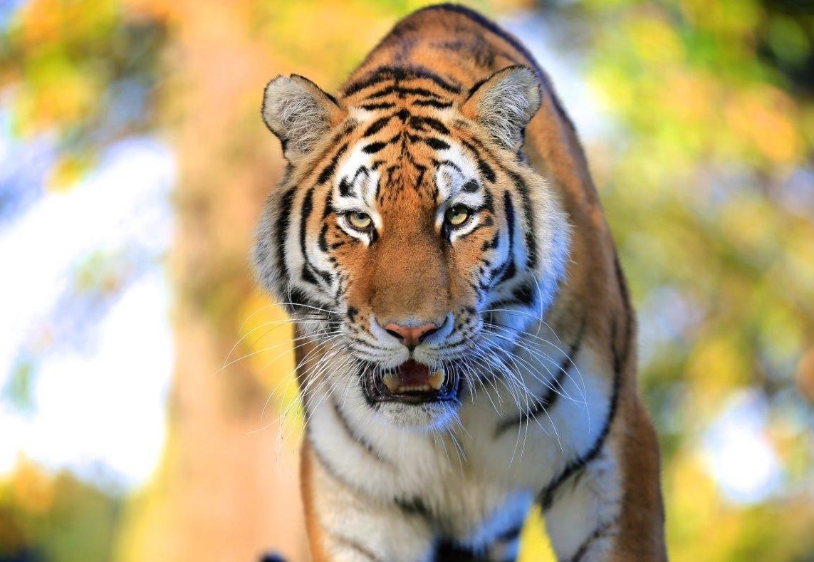 Tiger looks into camera with mouth slightly open against blurred colourful backround