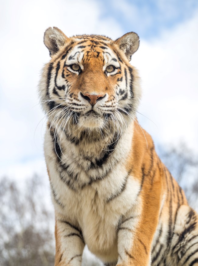 Tiger looks towards camera against blue sky backdrop 